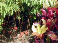 Reine de Malaisie et Croton